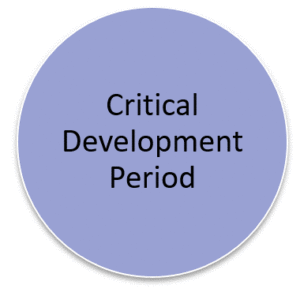 Critical Development Period in Ciricle